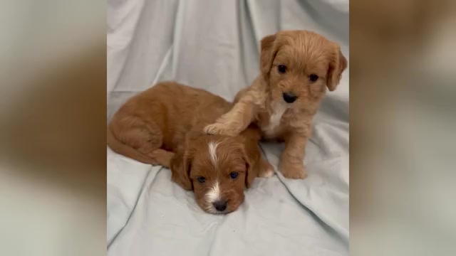 Video preview image #1 Cavapoo Puppy For Sale in PENSACOLA, FL, USA