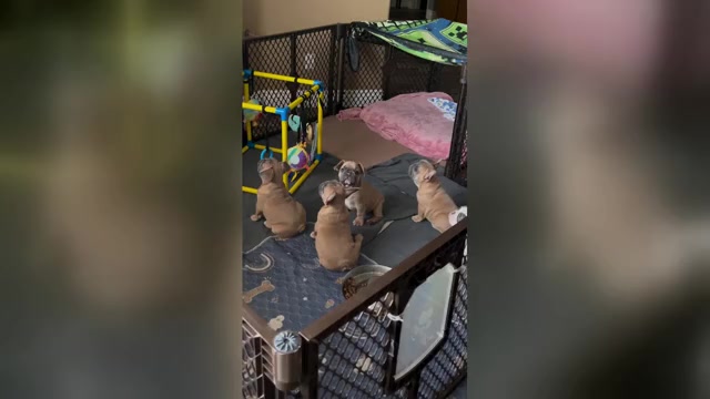 Video preview image #3  Breeder Profile in PERRIS, CA, USA