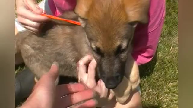 Video preview image #1 German Shepherd Dog Puppy For Sale in PIEDMONT, MO, USA