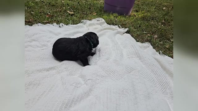 Video preview image #1 Golden Mountain Dog Puppy For Sale in CHARLOTTE, NC, USA