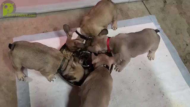 Video preview image #1 French Bulldog Puppy For Sale in VICTORVILLE, CA, USA