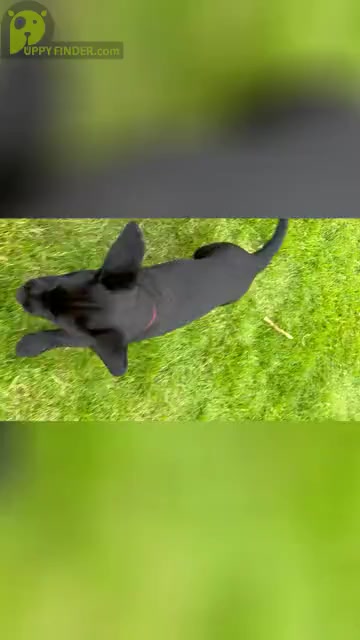 Video preview image #2 Labrador Retriever Puppy For Sale in GIG HARBOR, WA, USA