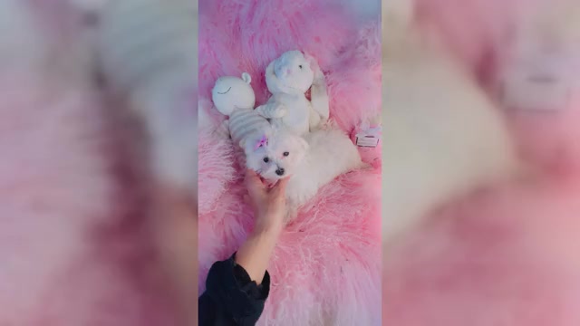 Video preview image #2 Maltese Puppy For Sale in MIAMI BEACH, FL, USA