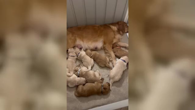 Video preview image #1 Golden Retriever Puppy For Sale in AUSTIN, MN, USA