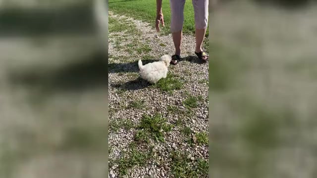 Video preview image #1 Maltese Puppy For Sale in FREDONIA, KS, USA