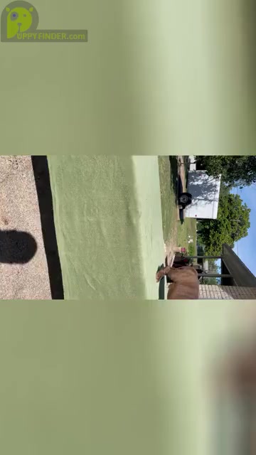 Video preview image #3 American Bully Puppy For Sale in TYLER, TX, USA