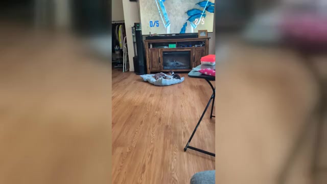 Video preview image #1 Chiweenie Puppy For Sale in CAMANO ISLAND, WA, USA