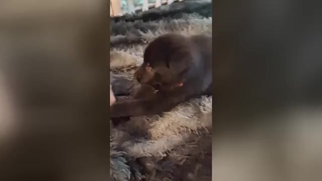 Video preview image #1 German Shepherd Dog Puppy For Sale in MIDDLETOWN, CT, USA