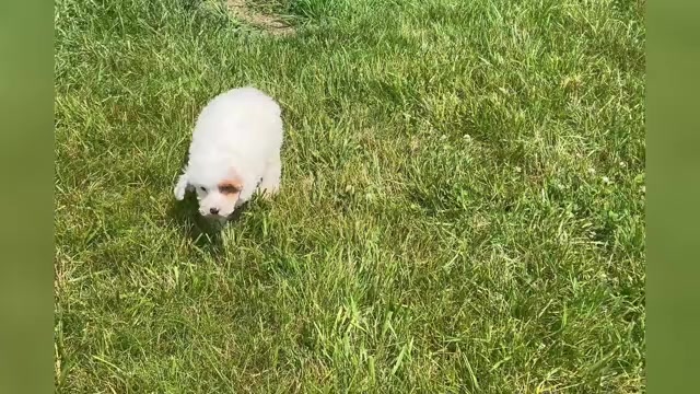 Video preview image #1 Poodle (Miniature) Puppy For Sale in WARSAW, IN, USA
