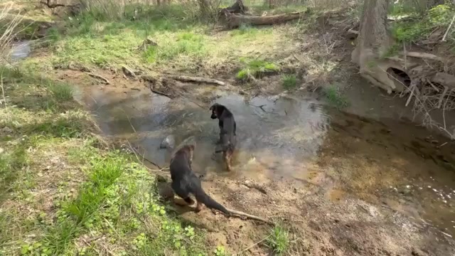 Video preview image #2 German Shepherd Dog Puppy For Sale in NEWVILLE, PA, USA