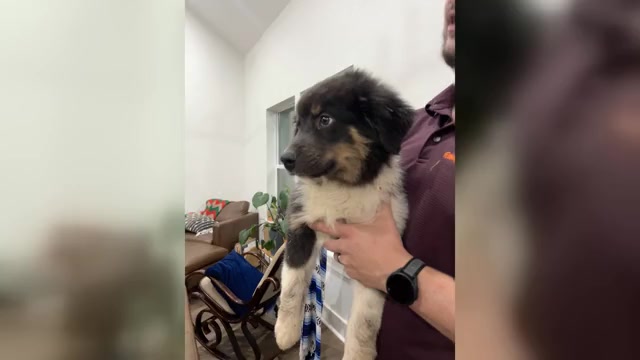 Video preview image #1 Australian Shepherd Puppy For Sale in TYLER, TX, USA