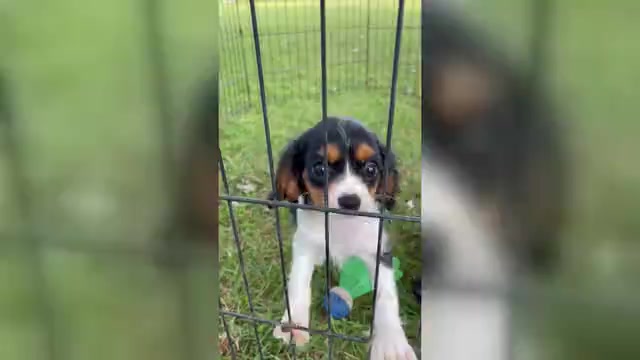 Video preview image #1 Cavalier King Charles Spaniel Puppy For Sale in MOUNT PLEASANT, MI, USA