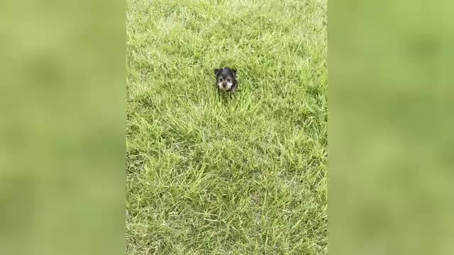 Video preview image #5 Yorkshire Terrier Puppy For Sale in WARSAW, IN, USA