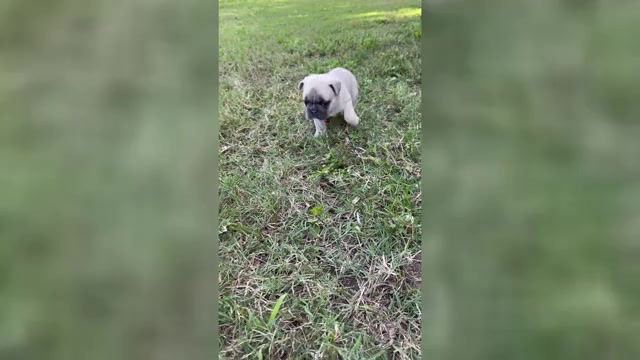 Video preview image #17 French Bulldog Puppy For Sale in ORANGE, TX, USA