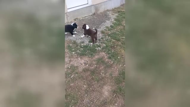 Video preview image #8 Border Collie Puppy For Sale in HARRISON, ID, USA