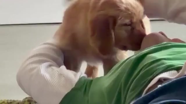 Video preview image #5 Golden Retriever Puppy For Sale in WOODSTOCK, CT, USA