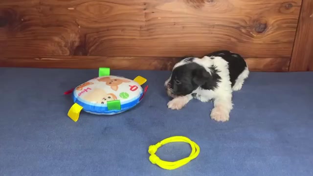 Video preview image #1 Schnauzer (Miniature) Puppy For Sale in BIG CABIN, OK, USA