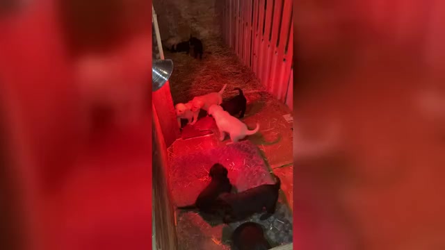 Video preview image #1 Labrador Retriever Puppy For Sale in BREWSTER, WA, USA