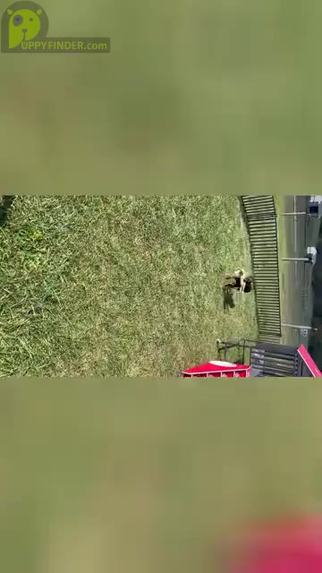 Video preview image #4 Doberman Pinscher Puppy For Sale in WARSAW, IN, USA