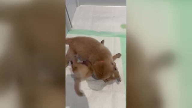 Video preview image #2 Australian Retriever Puppy For Sale in NEWCOMERSTOWN, OH, USA