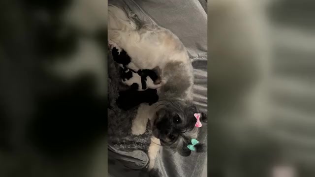 Video preview image #1 Shih-Poo Puppy For Sale in MAYO, FL, USA