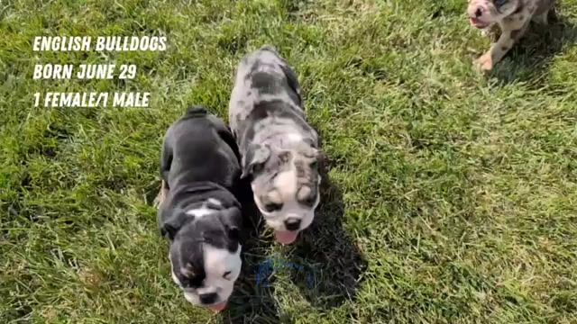 Video preview image #2 English Bulldog Puppy For Sale in GOSHEN, IN, USA