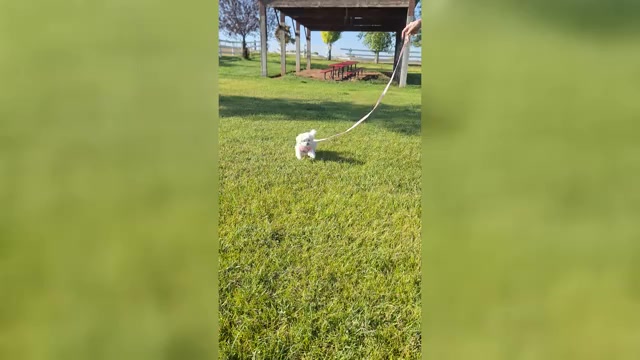 Video preview image #1 Maltese Puppy For Sale in BEAR RIVER, WY, USA
