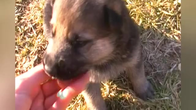 Video preview image #1 German Shepherd Dog Puppy For Sale in PIEDMONT, MO, USA