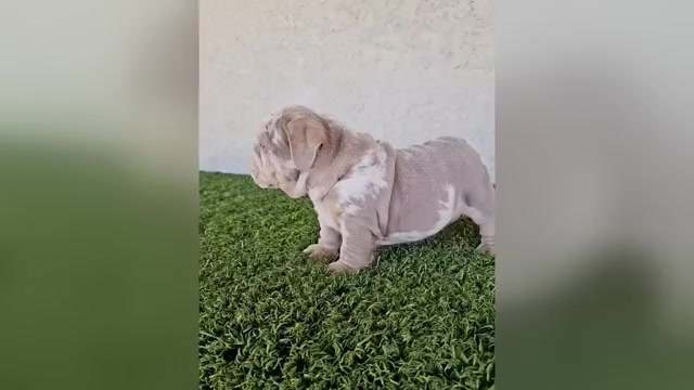 Video preview image #1 English Bulldog Puppy For Sale in BEVERLY HILLS, CA, USA