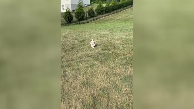 Video preview image #1 Maltipoo Puppy For Sale in WARSAW, IN, USA