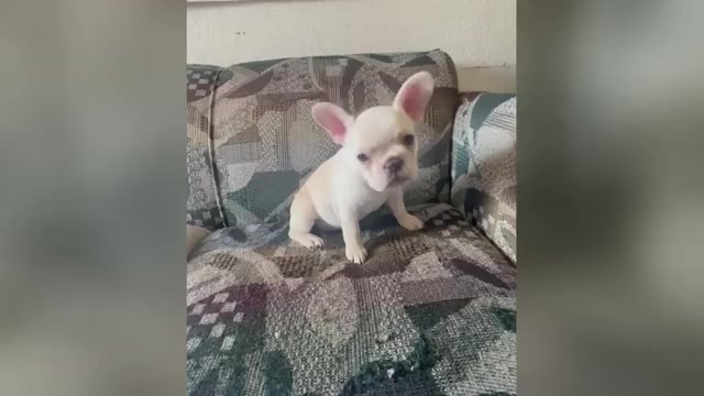 Video preview image #1 French Bulldog Puppy For Sale in SEATTLE, WA, USA