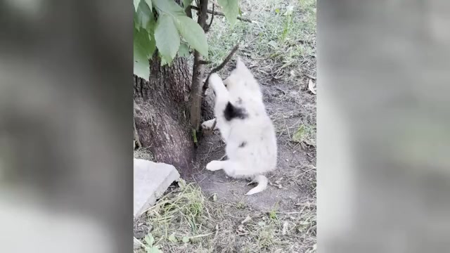 Video preview image #3 Alaskan Klee Kai-Pomsky Mix Puppy For Sale in STAPLES, MN, USA