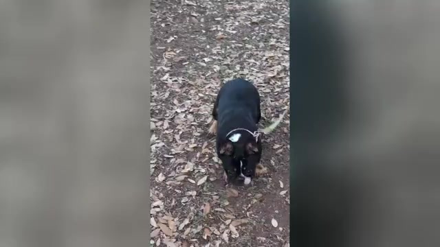 Video preview image #1 French Bulldog Puppy For Sale in CANYON LAKE, TX, USA