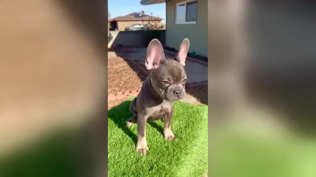 Video preview image #4 French Bulldog Puppy For Sale in JACKSONVILLE, FL, USA