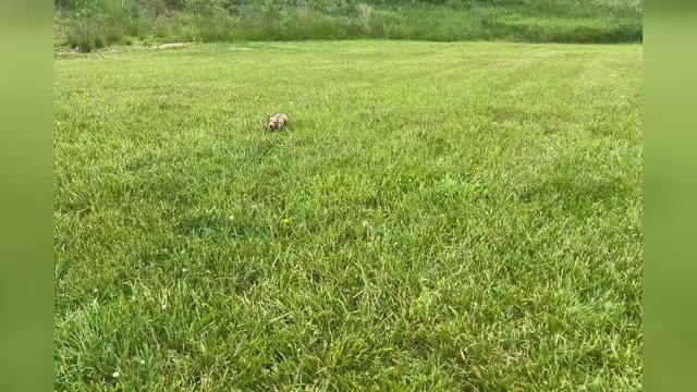 Video preview image #1 Dachshund Puppy For Sale in WARSAW, IN, USA