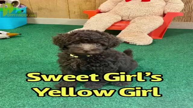 Video preview image #3 Poodle (Miniature) Puppy For Sale in BULLARD, TX, USA