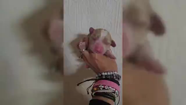 Video preview image #3 Aussalier Puppy For Sale in DECATUR, IL, USA