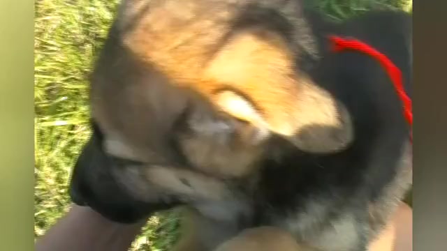 Video preview image #1 German Shepherd Dog Puppy For Sale in PIEDMONT, MO, USA