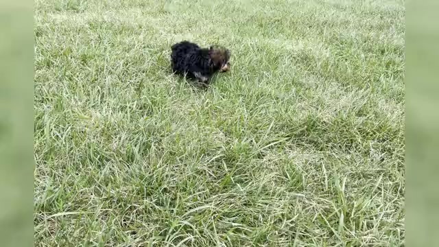 Video preview image #1 YorkiePoo Puppy For Sale in WARSAW, IN, USA