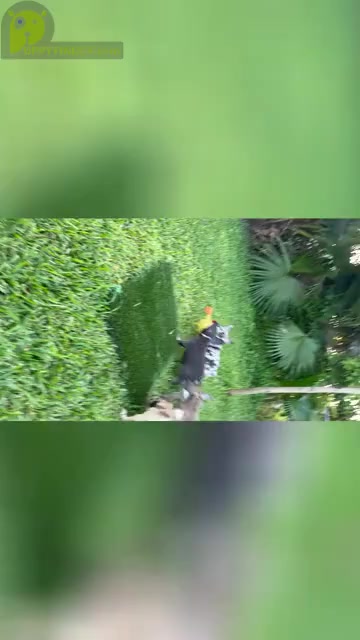 Video preview image #1  Breeder Profile in BOCA RATON, FL, USA