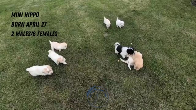 Video preview image #1 Cocker-Pei Puppy For Sale in GOSHEN, IN, USA