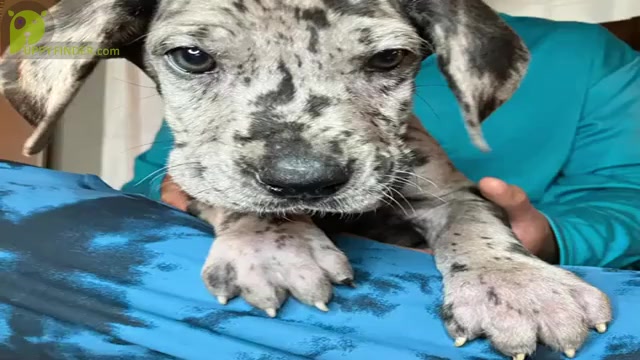 Video preview image #1 Great Dane Puppy For Sale in COLUMBUS, OH, USA