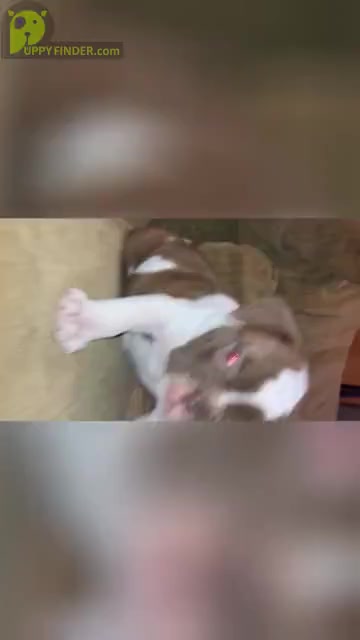 Video preview image #6 Olde English Bulldogge Puppy For Sale in ELYRIA, OH, USA