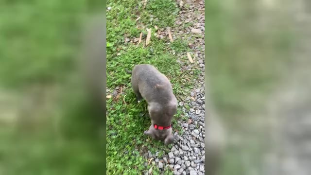 Video preview image #4 American Pit Bull Terrier Puppy For Sale in STONE MOUNTAIN, GA, USA