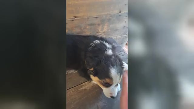 Video preview image #1 Australian Shepherd Puppy For Sale in SAINT JOHNS, MI, USA