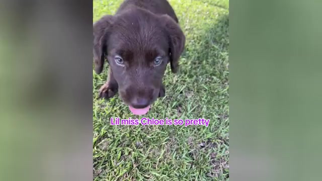 Video preview image #6 Labradoodle Puppy For Sale in GEORGETOWN, SC, USA