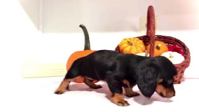 Video preview image #2 Dachshund Puppy For Sale in WAKARUSA, IN, USA