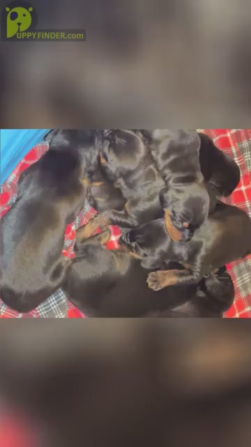 Video preview image #1 Doberman Pinscher Puppy For Sale in WILMINGTON, DE, USA
