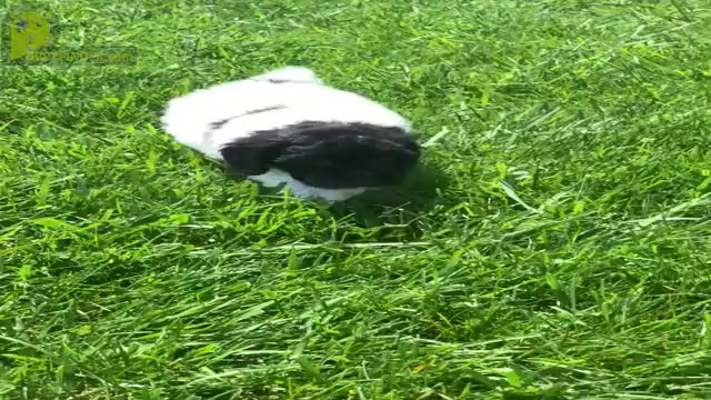 Video preview image #15 Poodle (Toy) Puppy For Sale in WARSAW, IN, USA