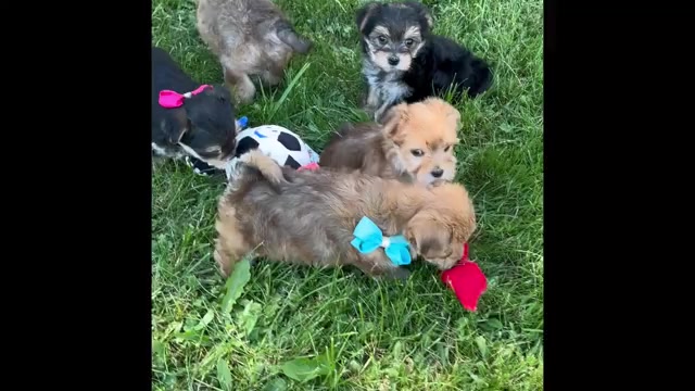 Video preview image #1 Morkie Puppy For Sale in ROCK STREAM, NY, USA